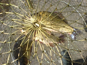 DSC01422.thumb.JPG.168f6f2cc2f04c8097a6a