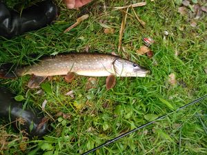 IMG_20170927_104159.jpg