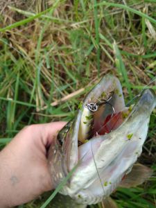 IMG_20200912_121925.jpg